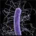 C. difficile