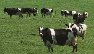 cattle grazing in a field