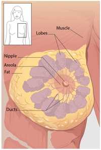 A diagram of the anterior view of the breast, showing the parts of the breast.