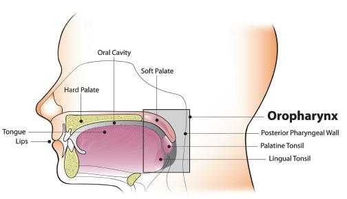 Diagram of the oral cavity and oropharynx. The oral cavity includes the lips, the labial and buccal mucosa, the front two-thirds of the tongue, the retromolar pad, the floor of the mouth, the gingiva, and the hard palate. The oropharynx includes the palatine and lingual tonsils, the back one-third (base) of the tongue, the soft palate, and the posterior pharyngeal wall.