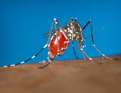 Aedes albopictus mosquito