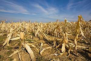 	Devastated corn field:  Food security