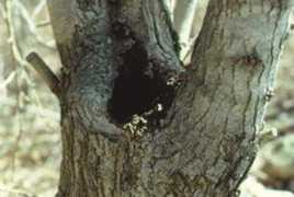 Rain-filled tree cavity