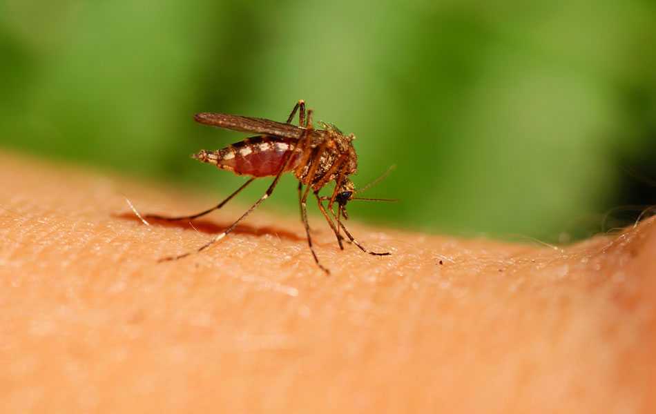 mosquito biting an arm