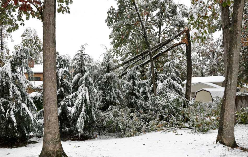 tree fallen on power lines