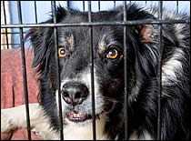 Dog in a Crate