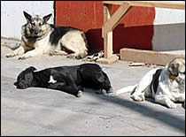 A Group of Dogs Outdoors