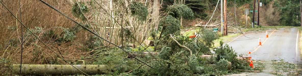 Tree down over power lines