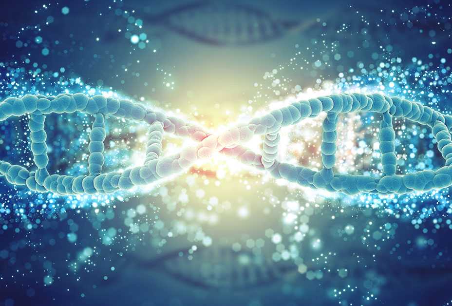 3D model of DNA strands