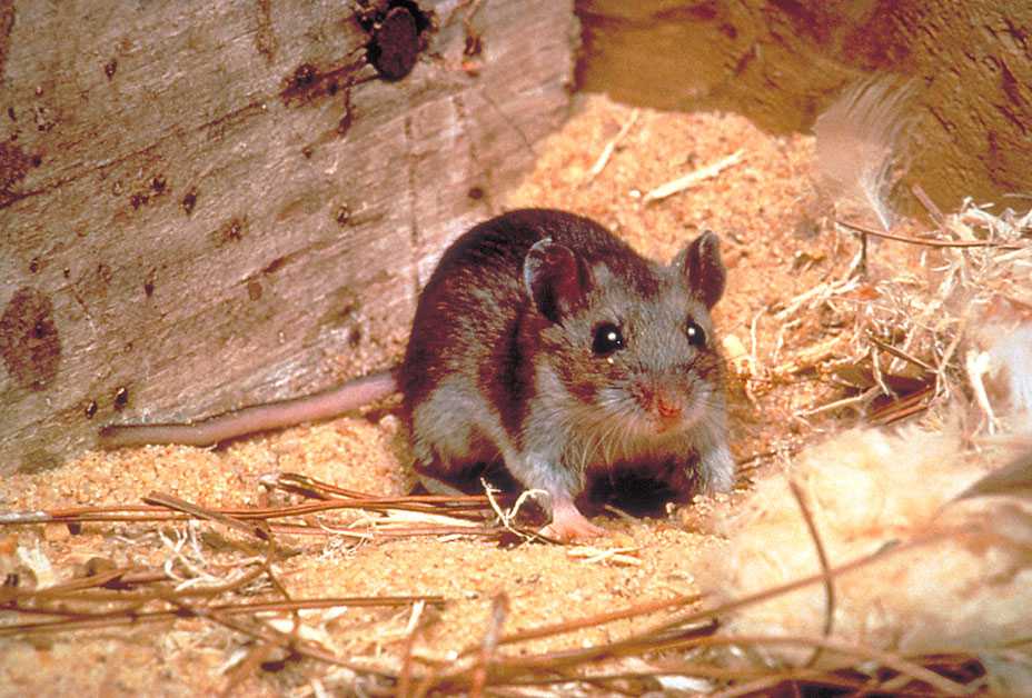 Deer Mouse