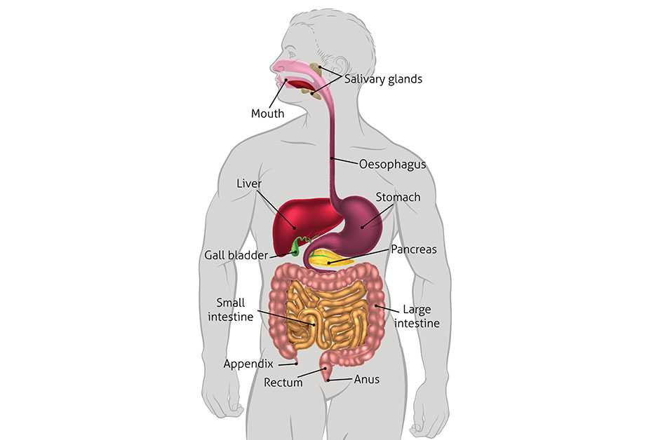 Digestive system