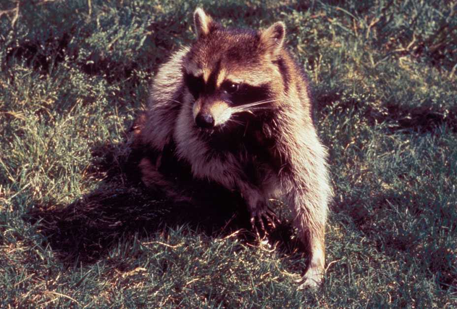 Raccoon