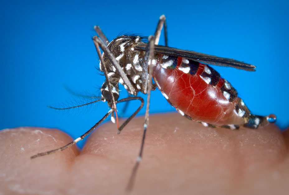 Aedes albopictus mosquito