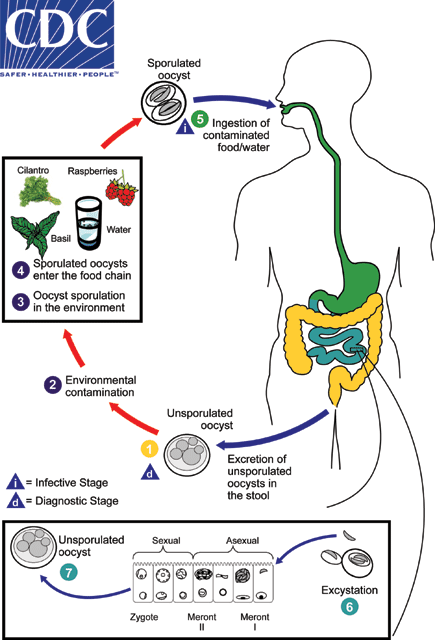 lifecycle