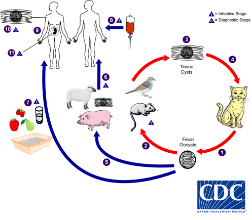 lifecycle