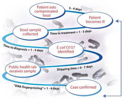 Graphic Representation of Timeline for Reporting of Cases