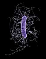 Photo: Clostridium difficile 