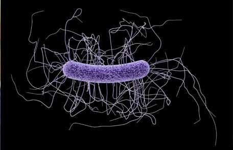 Medical illustration of C. difficile (deadly diarrhea)