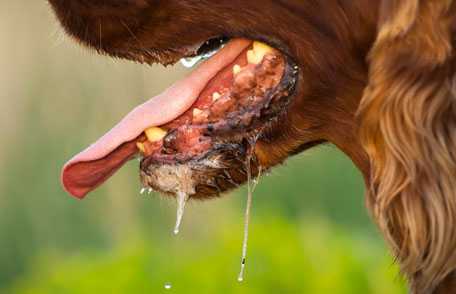 Dog foaming at mouth