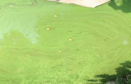 Harmful Algal Blooms