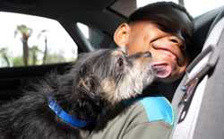 Boy and dog riding in car together