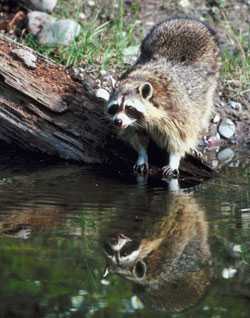 Racoon