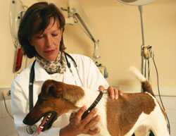 Vet examining Jack Russell Terrier