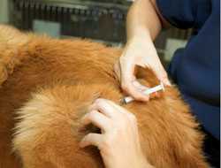 A dog receiving a rabies vaccination