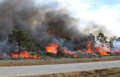 Wildfire burning near road