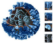 3D View -- Full Sliced with Key. Graphical representation of the biology and structure of a generic influenza virus, and are not specific to the 2009 H1N1 virus.