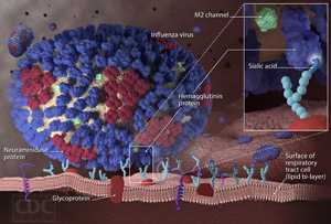 Understanding Influenza Flu Infection: An Influenza Virus Binds to a Respiratory Tract Cell