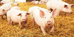 Image: young piglet on hay at pig farm.