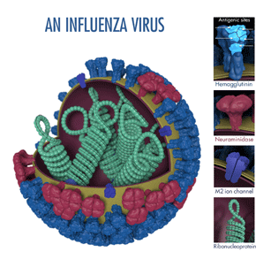 An influenza virus