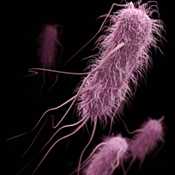 This illustration depicts a three-dimensional (3D) computer-generated image of a group of extended-spectrum ß-lactamase-producing Enterobacteriaceae (ESBLs) bacteria.