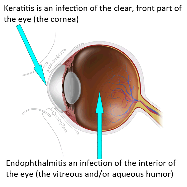 	Human eyeball