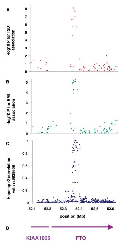 Figure 1: Association of SNPs in the FTO/KIA1005 region of chromosome 16 with (a) type 2 diabetes using 1924 cases and 2938 controls and (B) adults BMI in type 2 diabetic patients. (C) Linkage disequuilibrium (r2) between associated SNP rs9939609 and all other SNPs in HapMap data in Caucasian European samples. (D) Gene postitions.