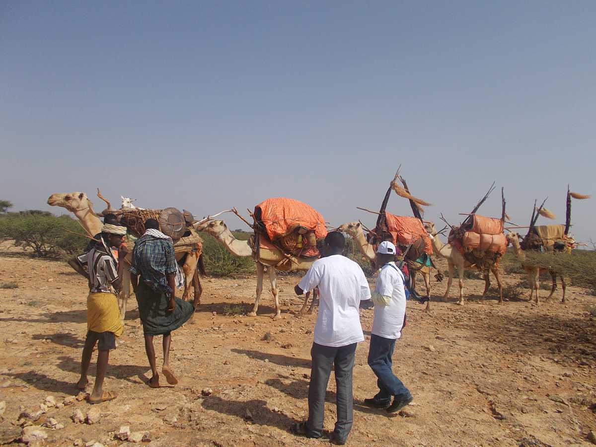 Every now and then, vaccination teams stumble upon children in unexpected places. Nomads usually move based on weather patterns in the region, so if health activities/programs and polio campaigns don’t move in the same patters, the children will not get vaccinated. Stop Transmission of Polio (STOP) participant David Nibaje and other members of an Ethiopian vaccination team approach a group of nomads who are traveling with their camels. They find the nomads protect their children while on their journey by placing them in “bag like sack” on camel’s backs. 