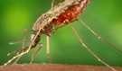 Dengue is caused by any one of four related viruses transmitted by mosquitoes.