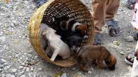 Puppies awaiting vaccination during one of the mass vaccination events in Haiti.