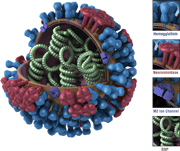 General structure and biology of influenza viruses