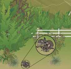 mice in feild representing enzootic transmission of hantaviruses