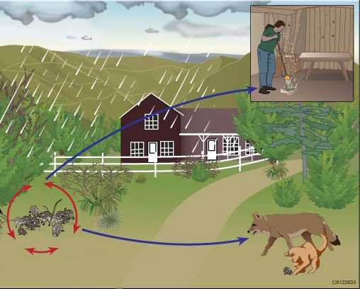 mice in field representing epizootic cycle of hantavirus transmission