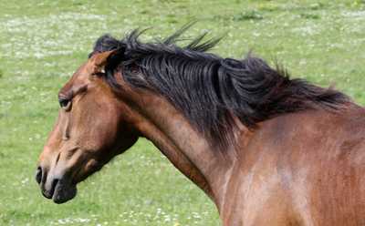 horse with ears flattened