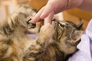 A cat is playing with a person’s fingers