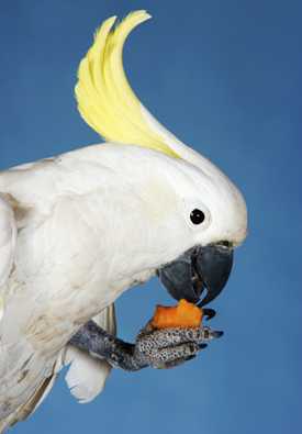 Alert cockatoo eating