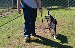 A boy trains a dog named Dalton at a juvenile detention center in Georgia. (Photo courtesy of Rescue 2 Restore)