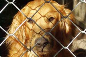 dog behind a fence