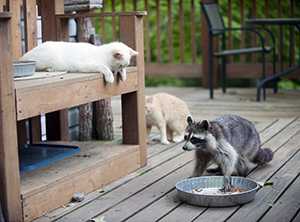 A raccoon is stealing cat food