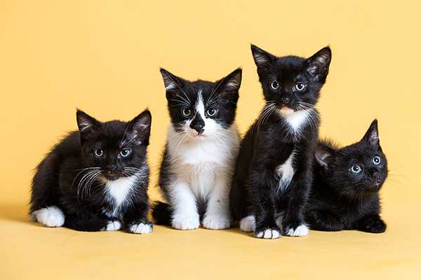 Four kittens lounging