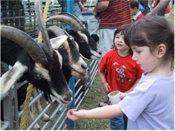 children feeding aminals